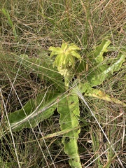Eucomis autumnalis clavata