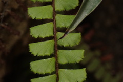 Adiantum malesianum