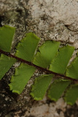 Adiantum malesianum
