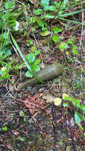 Pacific Banana Slug