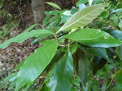 Argophyllum nullumense