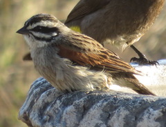 Cape Bunting photo 2