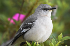 Mimus polyglottos image