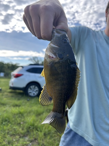 Green Sunfish