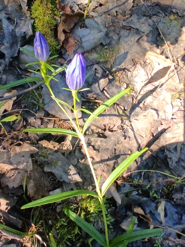 marsh gentian