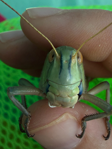 Migratory Locust
