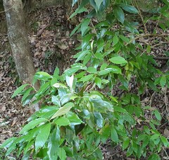 Argophyllum nullumense