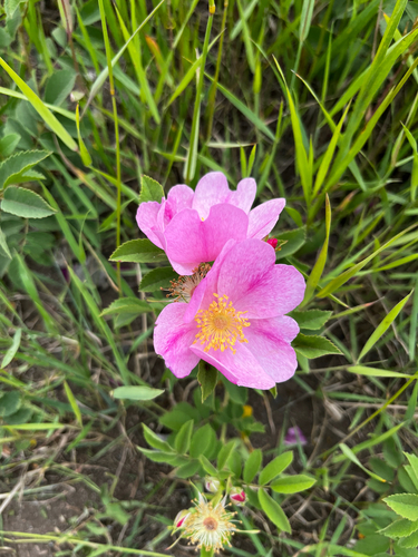 prairie rose
