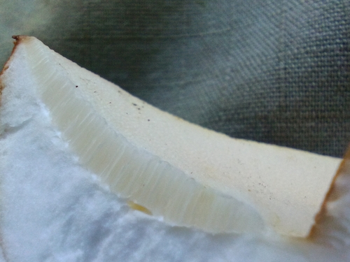 Gyroporus castaneus — (c) Михаил Языков, some rights reserved (CC BY)