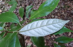 Argophyllum nullumense