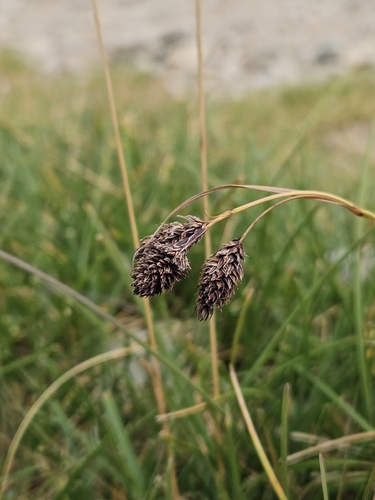 Black Alpine Sedge