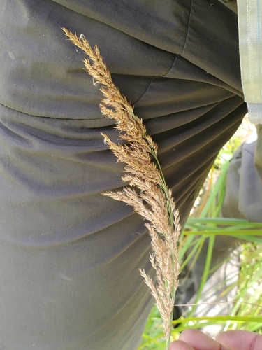 Calamagrostis canadensis, photograph 1