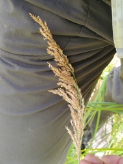 (c) J Straka, some rights reserved (CC BY) Calamagrostis canadensis, photograph (c) J Straka, some rights reserved (CC BY)