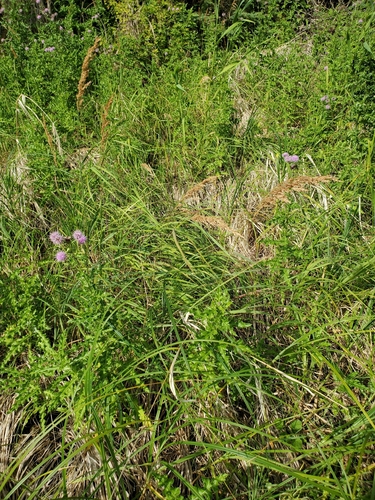 Calamagrostis canadensis, photograph 2