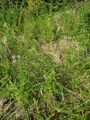 (c) J Straka, some rights reserved (CC BY) Calamagrostis canadensis, photograph (c) J Straka, some rights reserved (CC BY)