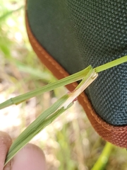(c) J Straka, some rights reserved (CC BY) Calamagrostis canadensis, photograph (c) J Straka, some rights reserved (CC BY)