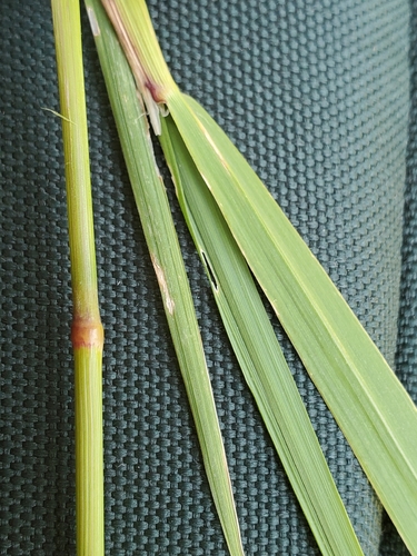 Calamagrostis canadensis, photograph 4