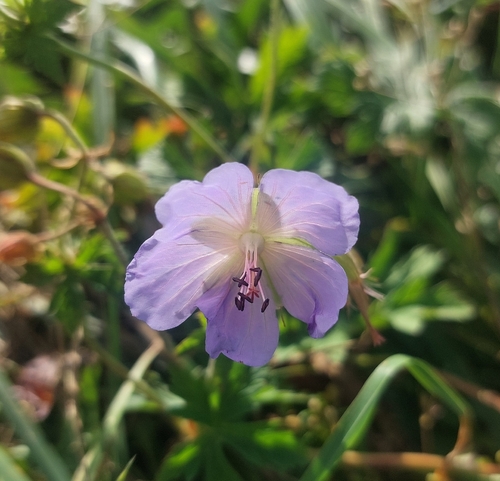 Meadow Crane's-bill