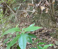 Argophyllum nullumense