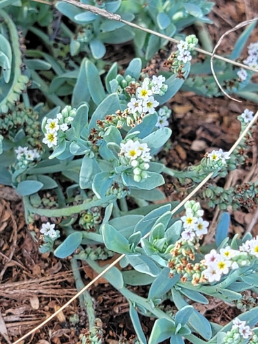Heliotropium curassavicum observed 2026-08-30