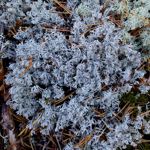 gray reindeer lichen
