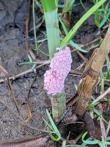 Pomacea, 2026-08-30
