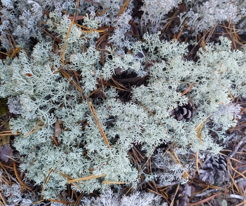 Green Reindeer Lichen