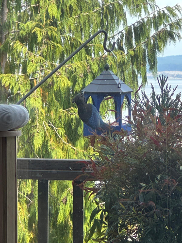 Steller's Jay