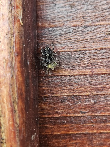 Attulus terebratus