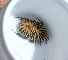 Gymnetis stellata