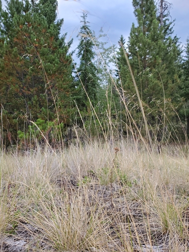Eriocoma richardsonii, 2026-08-27