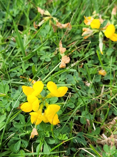 bird's-foot trefoil