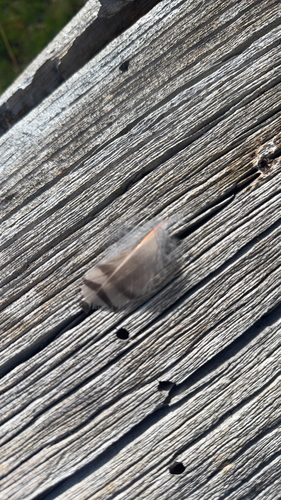 iNaturalist observation photo of Northern Flicker
