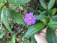 Melastoma septemnervium