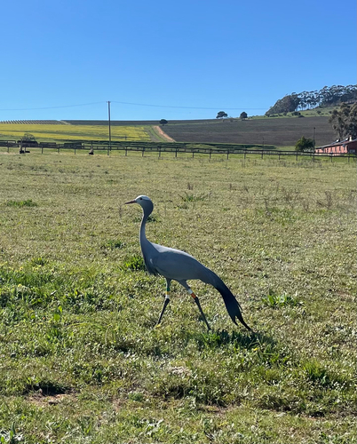 iNaturalist image