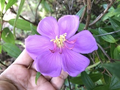 Melastoma septemnervium