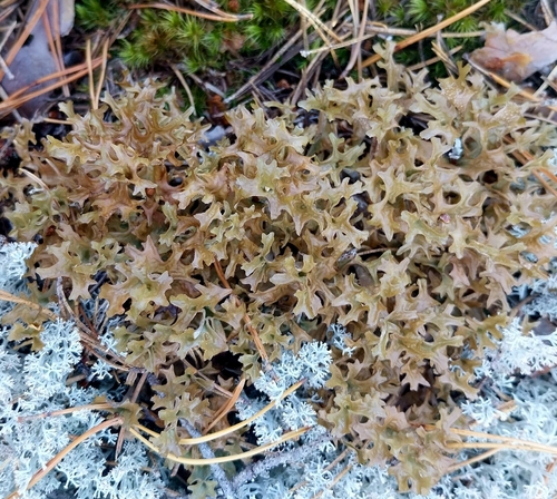 Iceland Lichen