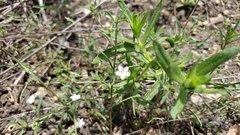 Convolvulus simulans
