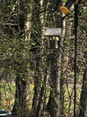 Dumetella carolinensis