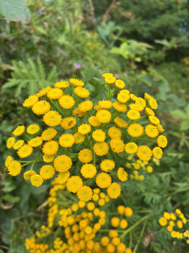 tansy