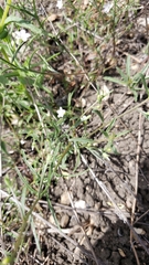 Convolvulus simulans