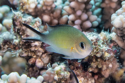 Chromis flavaxilla observed 2026-07-20