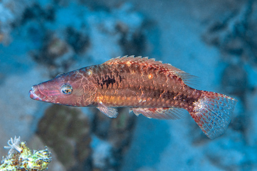 Oxycheilinus mentalis observed 2026-07-20