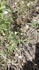 Convolvulus simulans