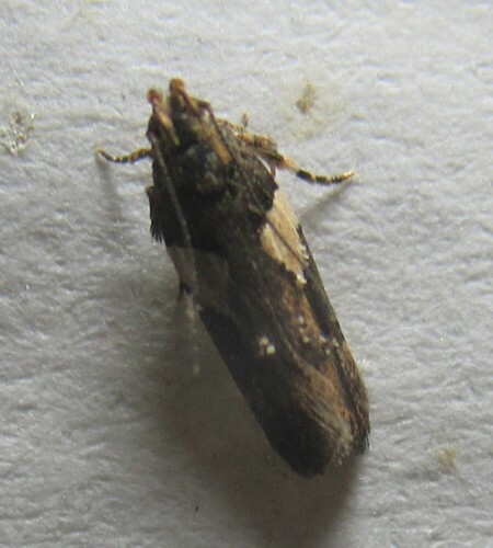 Friseria acaciella photo 4