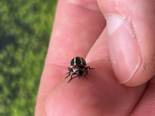 Coreopsis Beetle
