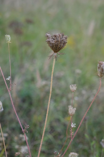 Наблюдение на iNaturalist