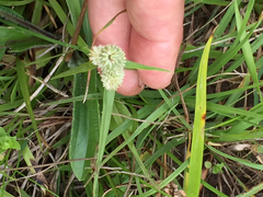 Cyperus sesquiflorus sesquiflorus