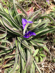 Tradescantia subacaulis