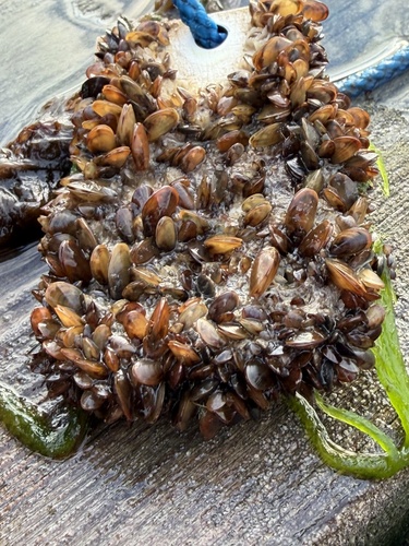 Mytilus edulis
